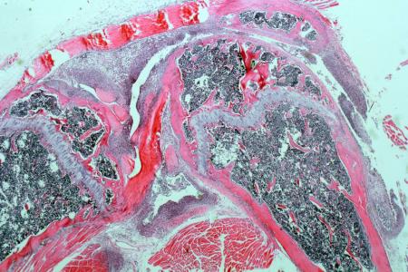 Histopathology and Histomorphometry Core -- Dr. Volkhard Lindner