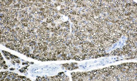 Brain Development Icon Transparent Background Histopathology and Histomorphometry Core -- Dr. Volkhard Lindner
