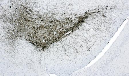 Brain Development Icon Transparent Background Histopathology and Histomorphometry Core -- Dr. Volkhard Lindner