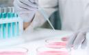 A laboratory technician holds a petri dish and performs a diagnostic test
