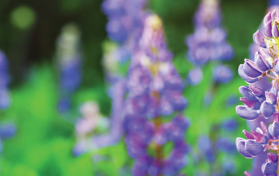 Purple lupines growing wild in a green field