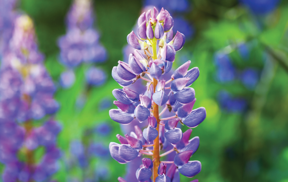 Purple lupines growing wild in a green field