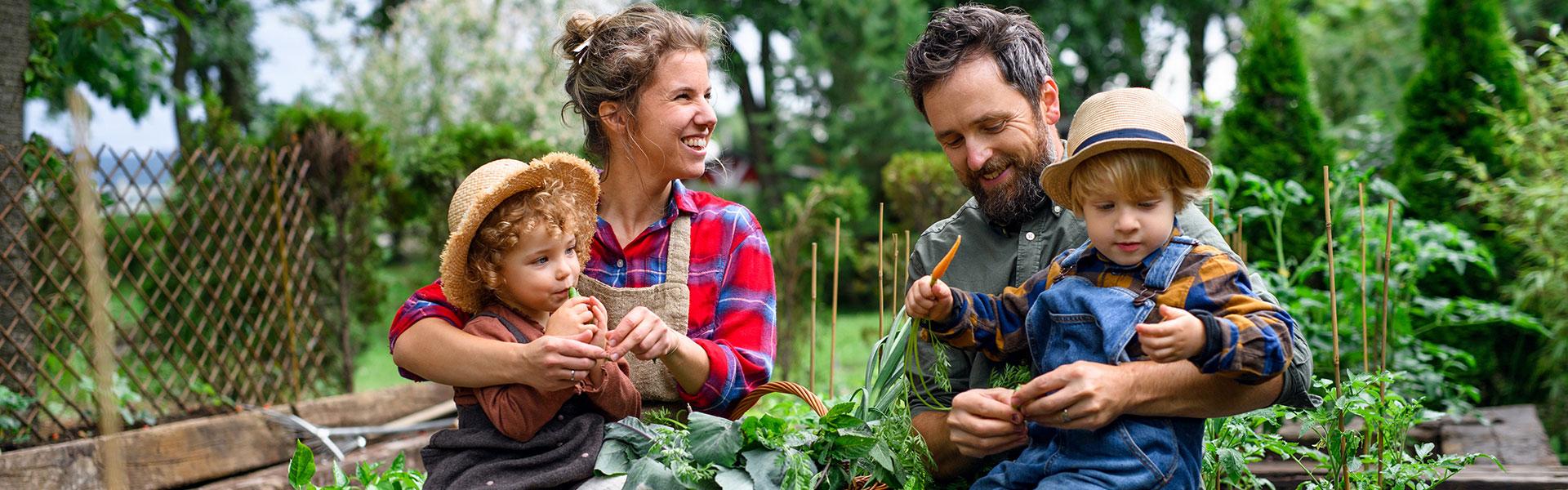 Happy family with small children gardening on farm, growing organic vegetables.