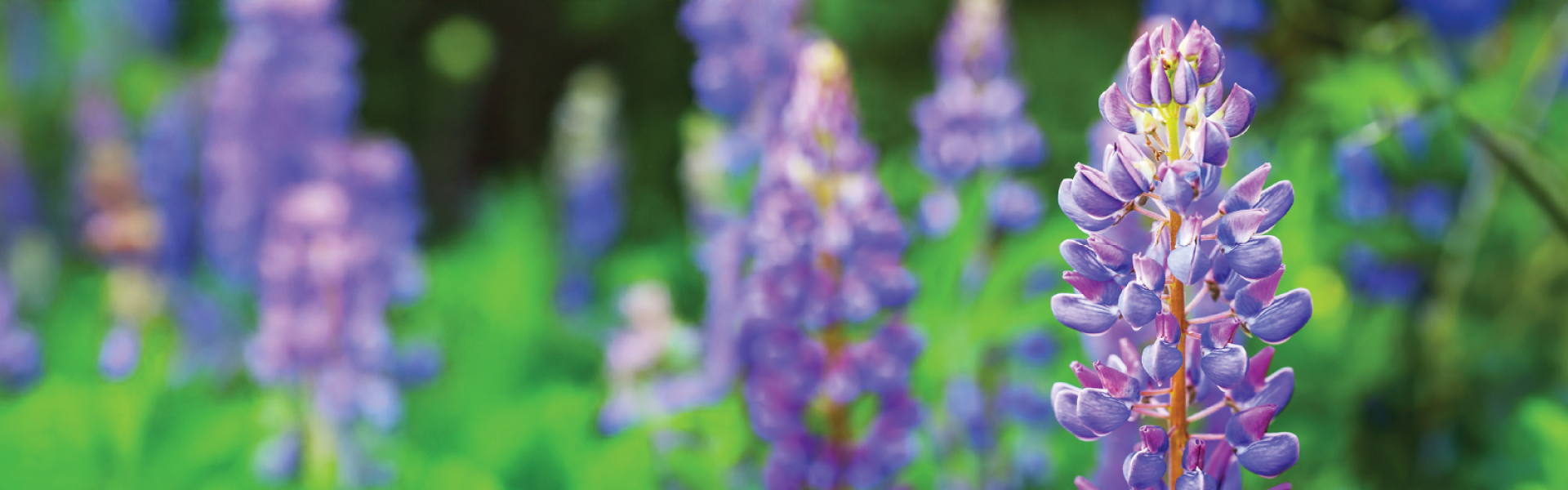 Purple lupines growing wild in a green field