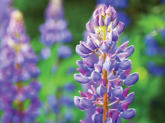 Purple lupines growing wild in a green field